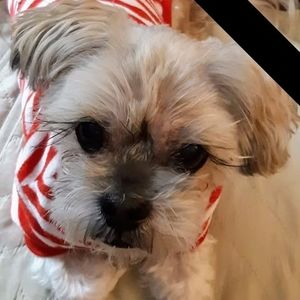 Meet your Posher, Barb